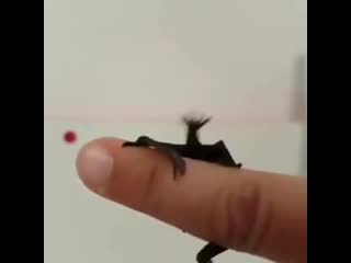 Lil batty taps
