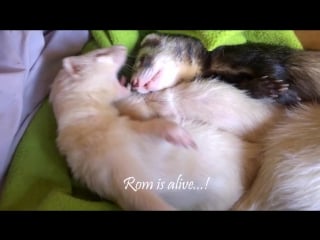 Friday ferret fix waking up after a hard day sleeping