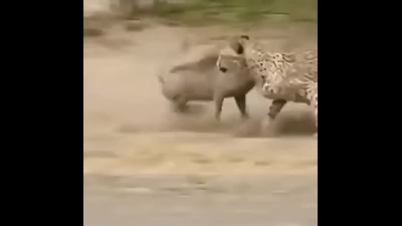 Неожиданная развязка