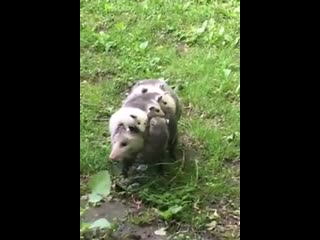 A opossum mothership cute, its whole family on it