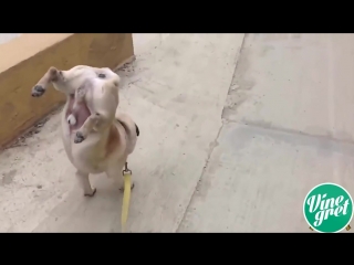 This pug has a weird skill