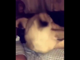 Макака унижает