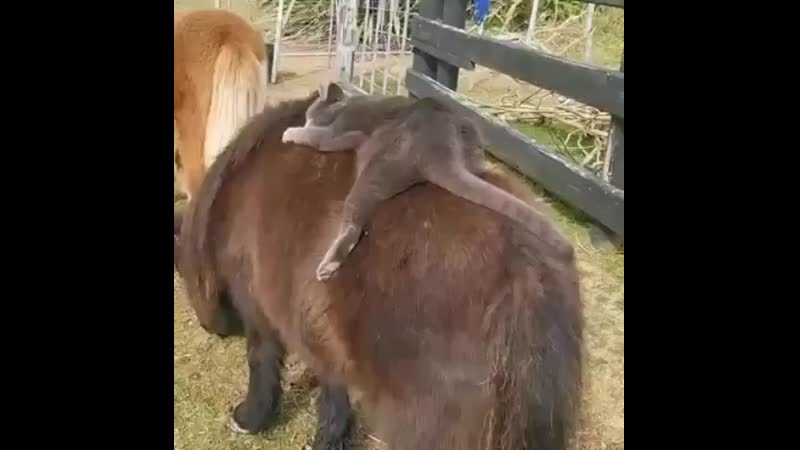 Gulkina natalia 20200804 1 mp4