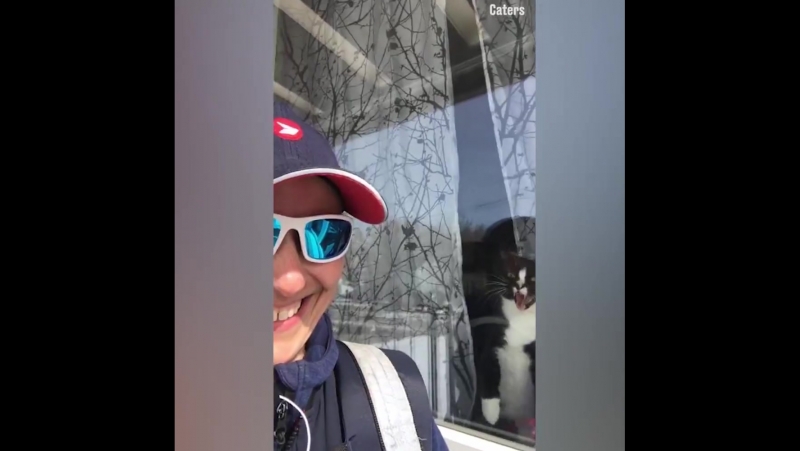 Почтальоны страдают не только от молодые, но и от кошек!