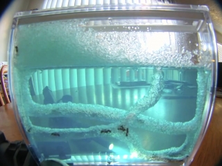 Gel ant farm 7 day time lapse hd pov