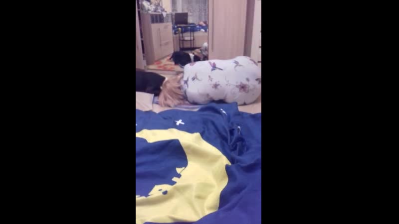 Yanika yan ( боня ) г братск ( ghw glitter nights moya oda imperator ) #аст#стафф#амстафф#американскийстаффо