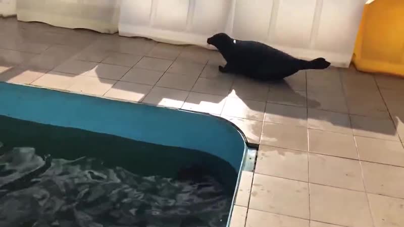 Шлиссик опять прогоняет