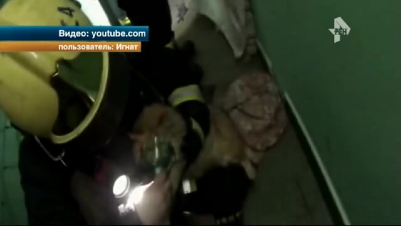 Кошку porn video – Спасателям удалось вернуть кошку с того света