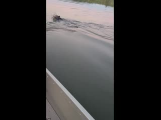 Family out for fishing spots bear stuck in plastic container