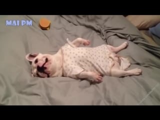 Top 10 best cute french bulldog puppies videos compilation 2016