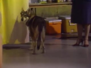 Т/с "маленький бродяга heres joey jackson" 38 серия (1981г)