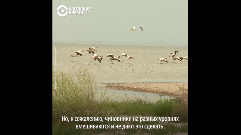 Как дамба на озере сасык стала экологической катастрофой