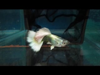 Guppy canadian " best breeding male 2017 "