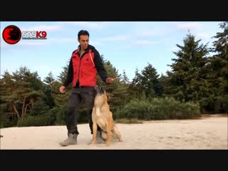 Belgian malinois training