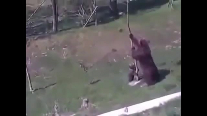 Мама медведица спасает медвежонка