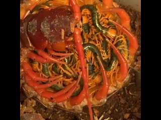 Scolopendra dehaani mother nurturing her young