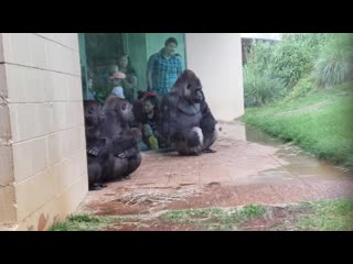 Gorillas are magnificent, majestic creatures full of grace and beauty except when it rains 😂