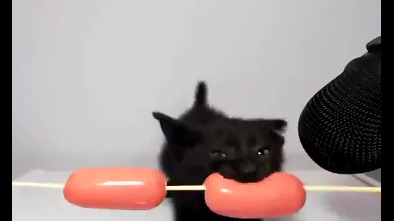 Asmr котик 2ch webm