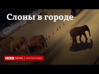 Слоны заблудились стадо диких молодые идет через китайские города и аграрные зоны