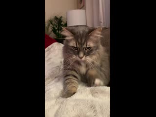 Was away for 3 weeks for the holidays this girl’s never laid on my lap willingly but has now been sleeping there for an hour i