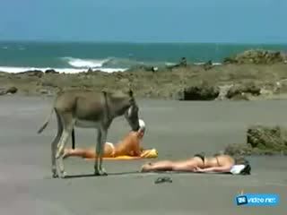 Возбужденный осел на пляже