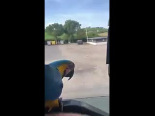 This macaw greets this truck driver every day