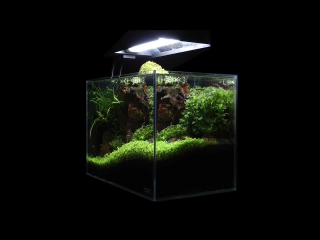 Red rock nano aquascape by james findley