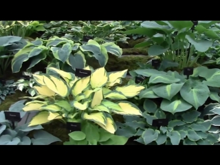 Chelsea pavillion tour rhs chelsea flower show 2014 (1)