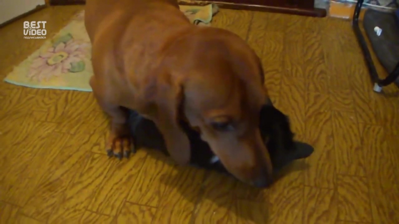 Отдай котика! котика отдай!