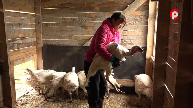 Молодо зелено