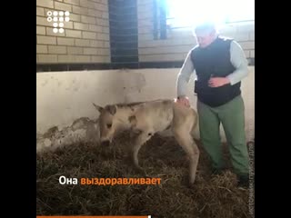 Спасение жеребенка из пожаров в чернобыле