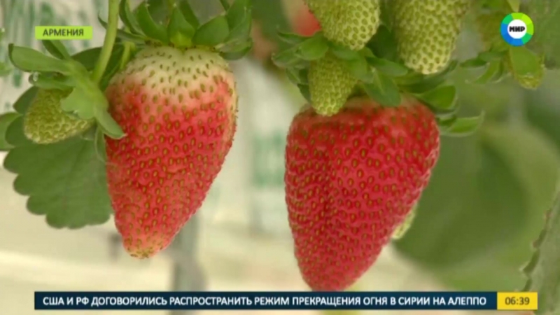 Клубника porn video – Секреты гидропоники клубника в армении растет без химикатов