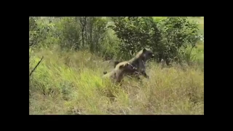 Реальная африка гиены нападают на львиц