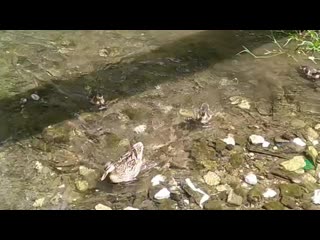 Vid 20200628 112218 mp4