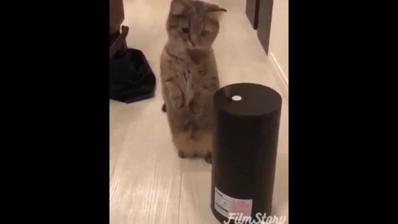Купили увлажнитель воздуха кота не слышно третий часbest vines video12