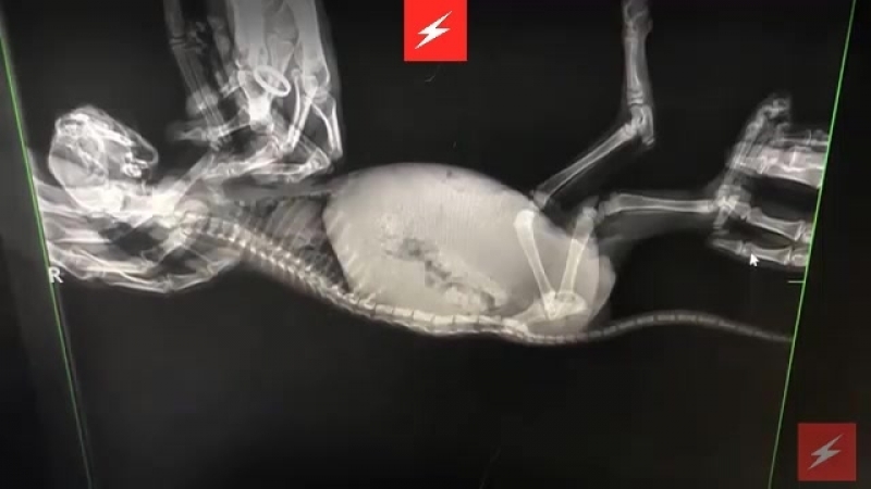 Молодые сломали котёнку позвоночник играли с секс на горячее кидали его об землю пока родители рядом пили пиво