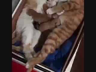 Leysan nl video 1548072582114 mp4