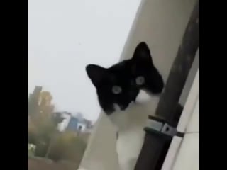 9gag cute stop smokin hooman