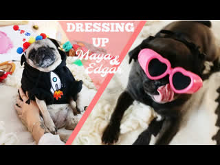 Dressing up the pugs dec 1, 2017 / marzia