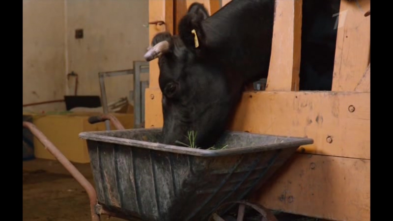 Гонка на вымирание