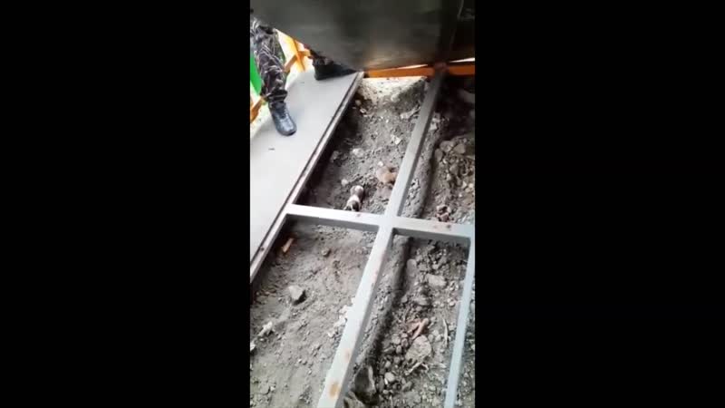 Молодые мама и ее щенки