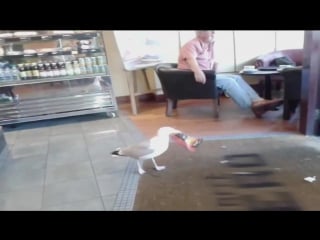 Чайка зашла в кафе и украла чипсы