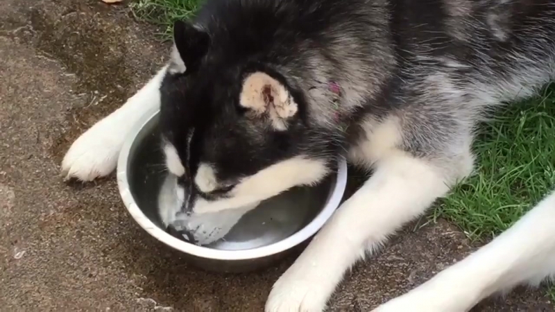 Хаски и пузырики