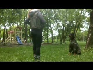 Евгения клипа и доберман хан (1г5мес) г бельцы