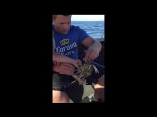 Краб раввин