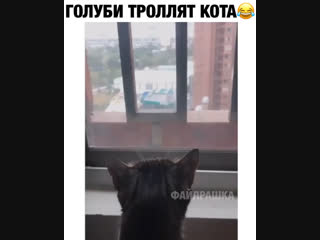 Голуби тролят кота