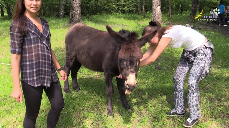 Как выйти замуж за осла?