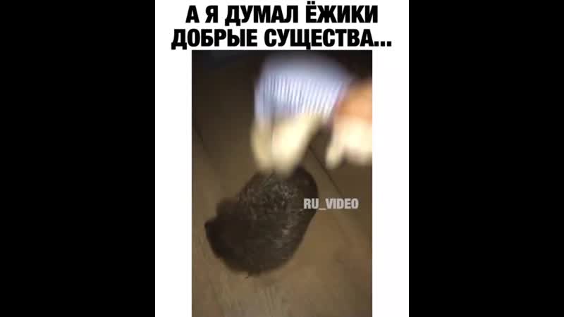 Бесноватый ёж ☺