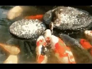 Утёнок кормит карпов