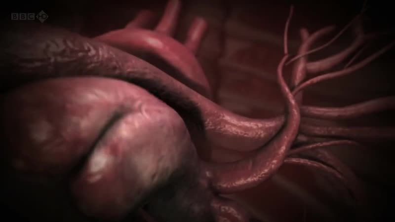 Bbc как действуют молодые кокаин